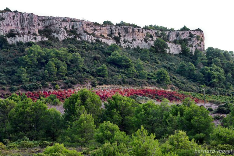 07/11/20 : Avis d’ECCLA sur l’enquête publique concernant le défrichement sur le Massif de la Clape