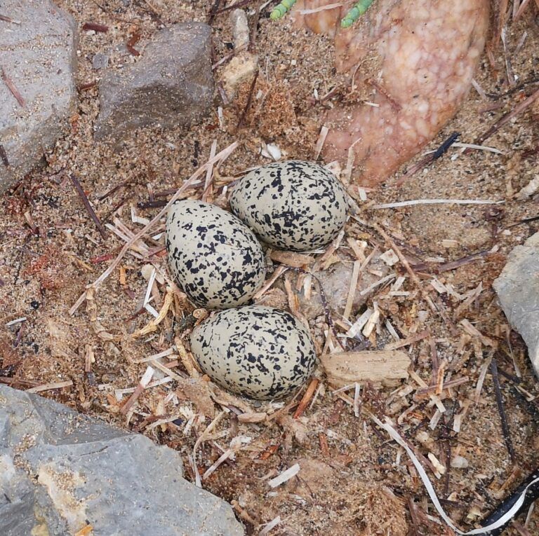 25/10/24 : Biodiversité hauts de plage