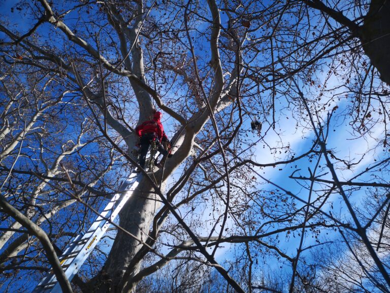 18/01/25 : Sauvetage d'une cigogne blanche